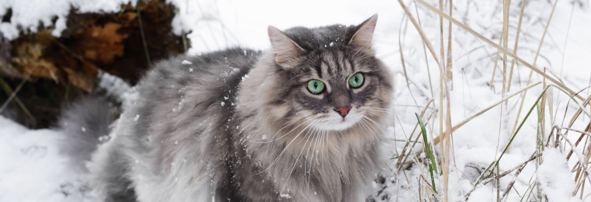 noorse boskat sneeuw