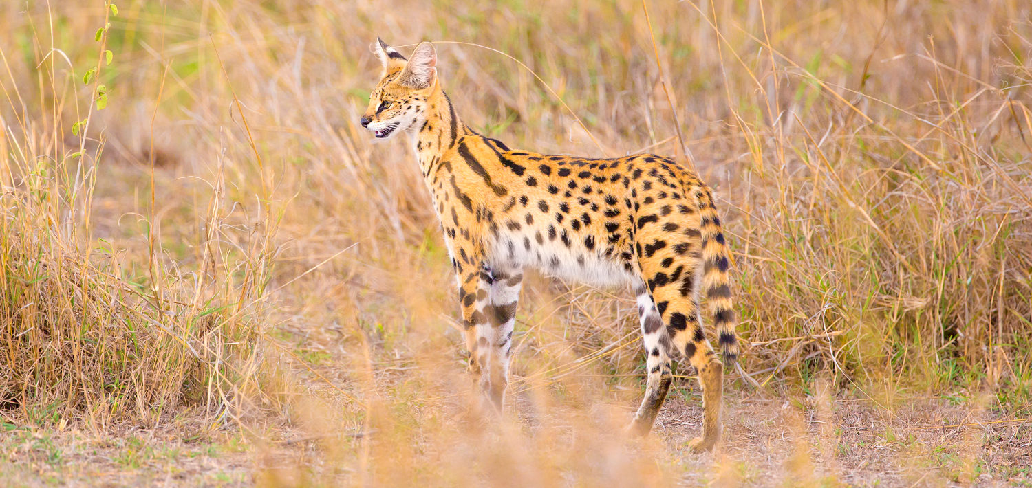 wilde serval kat