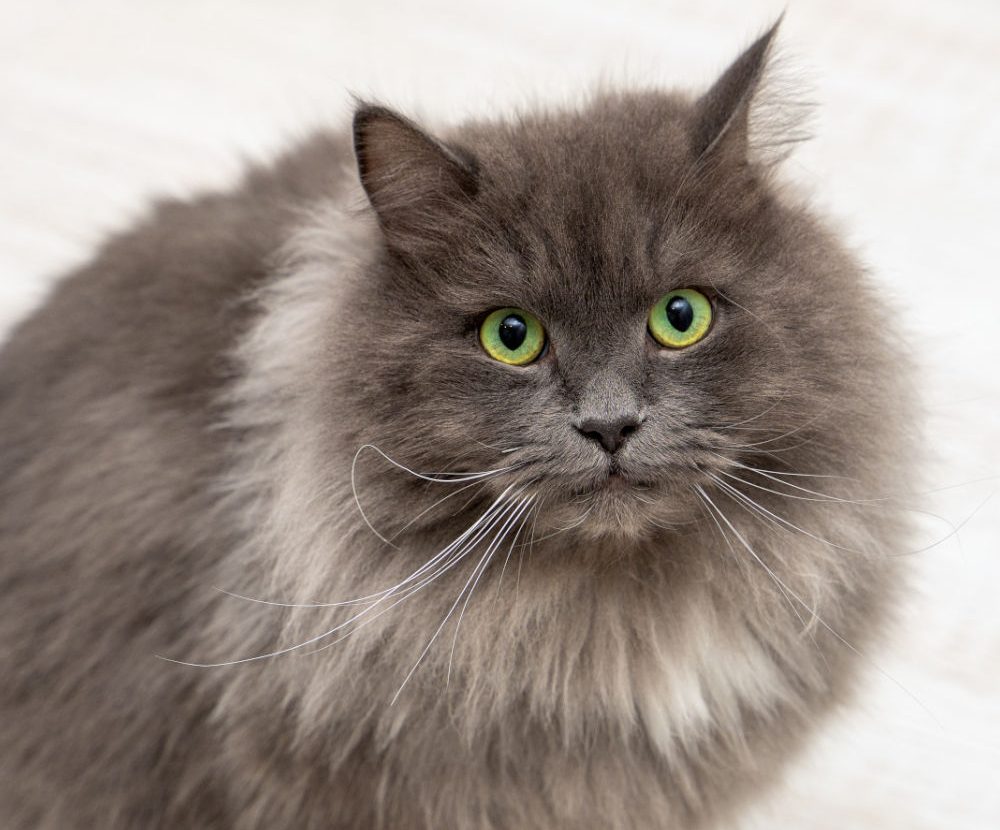 Haan Hoop van vernieuwen De populairste grijze katten, bekijk ze hier allemaal | Kattenu.nl