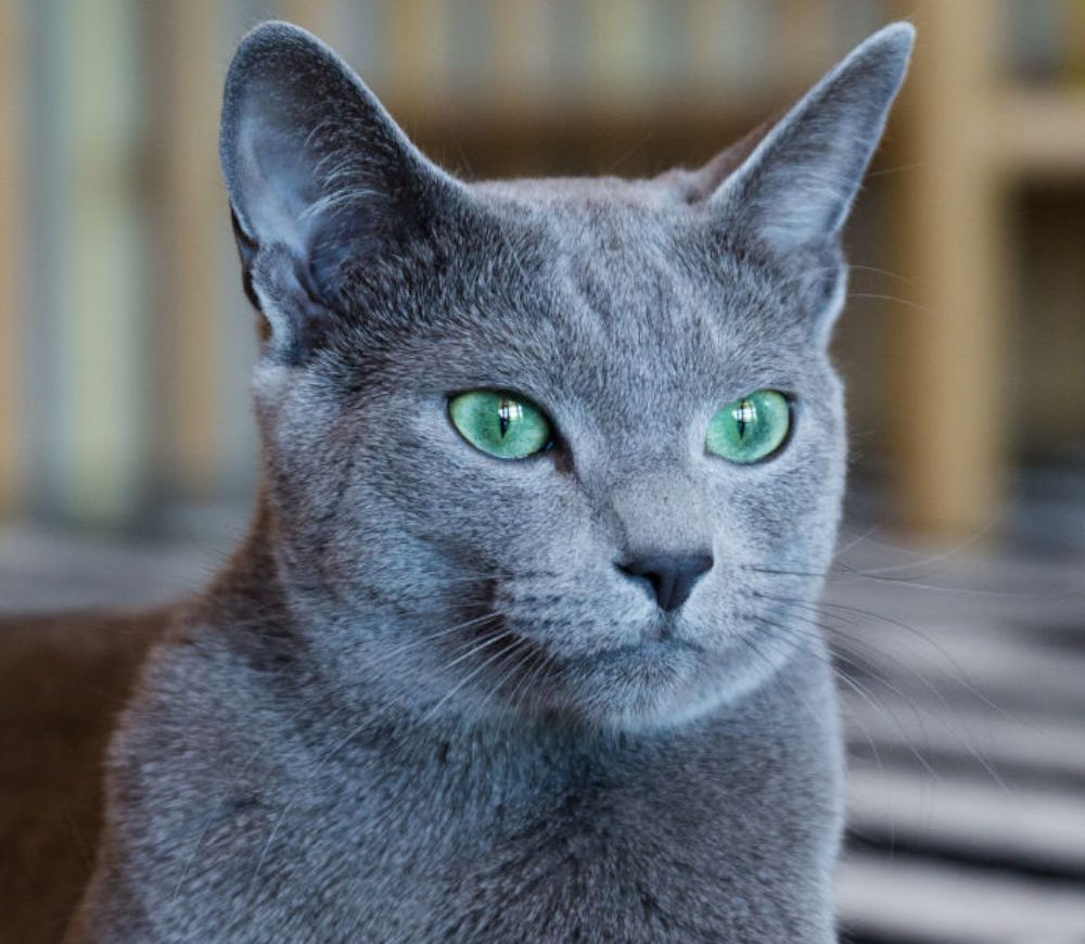 De populairste grijze katten, bekijk ze Kattenu.nl